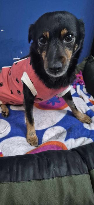 Mała suczka około 3 lata