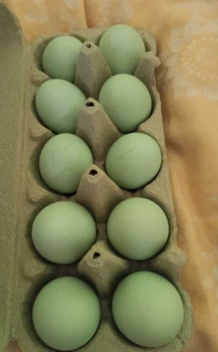 Jaja lęgowe, zielone, kury,
