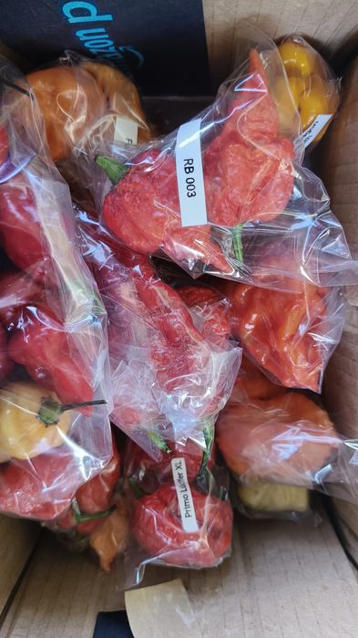 Caixas de malagueta fresca ardência baixa