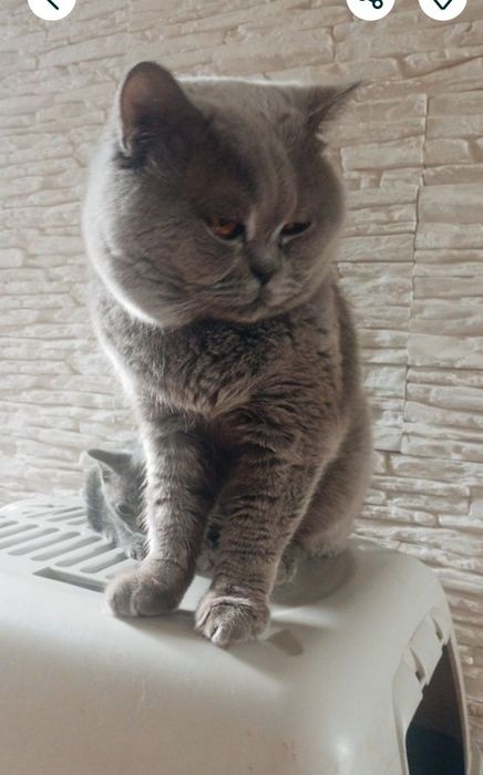 Kocurek niebieski brytyjski