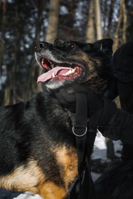 Sana w typie owczarka do adopcji!