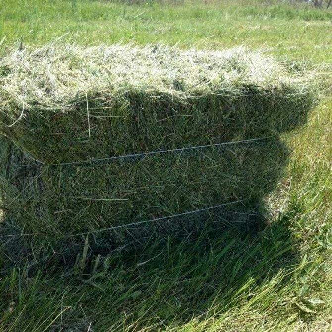 Продам  тюки сіна
