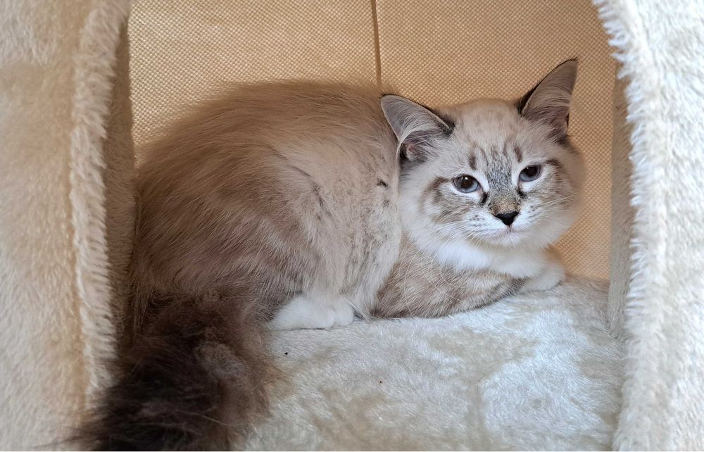 Kotka Neva Masquerade – żółta obróżka miot Mimi, Siła Syberii