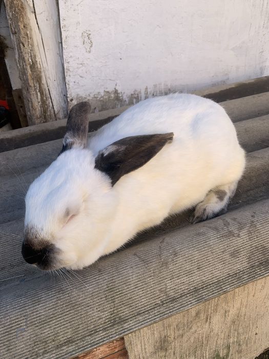 Самки кроля на продаж.