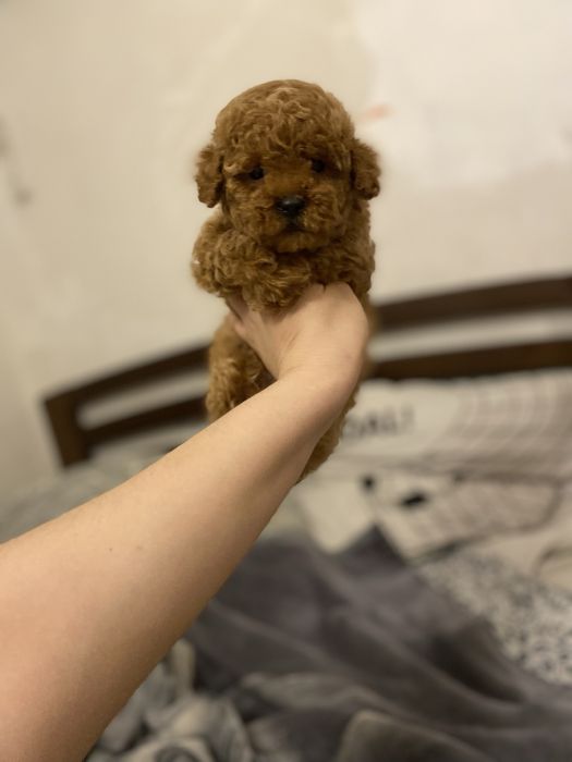 Мини мальчик мальтипу ред браун— дорогое качество