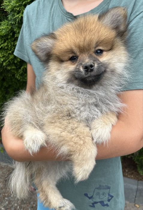 Szpic Pomeranian - Doris