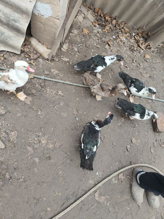 Індоутки, індоутаки