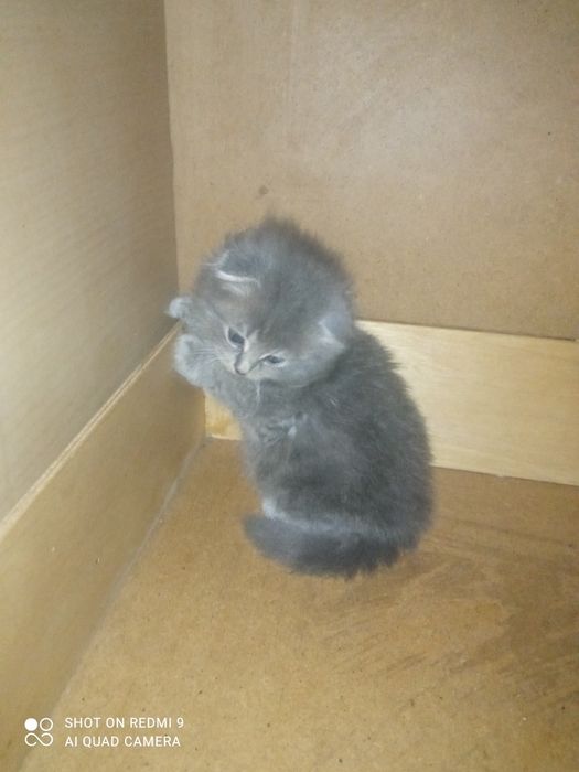 Кошеня британець весловухий