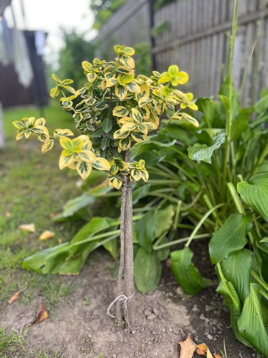 Бресклет на штамбі