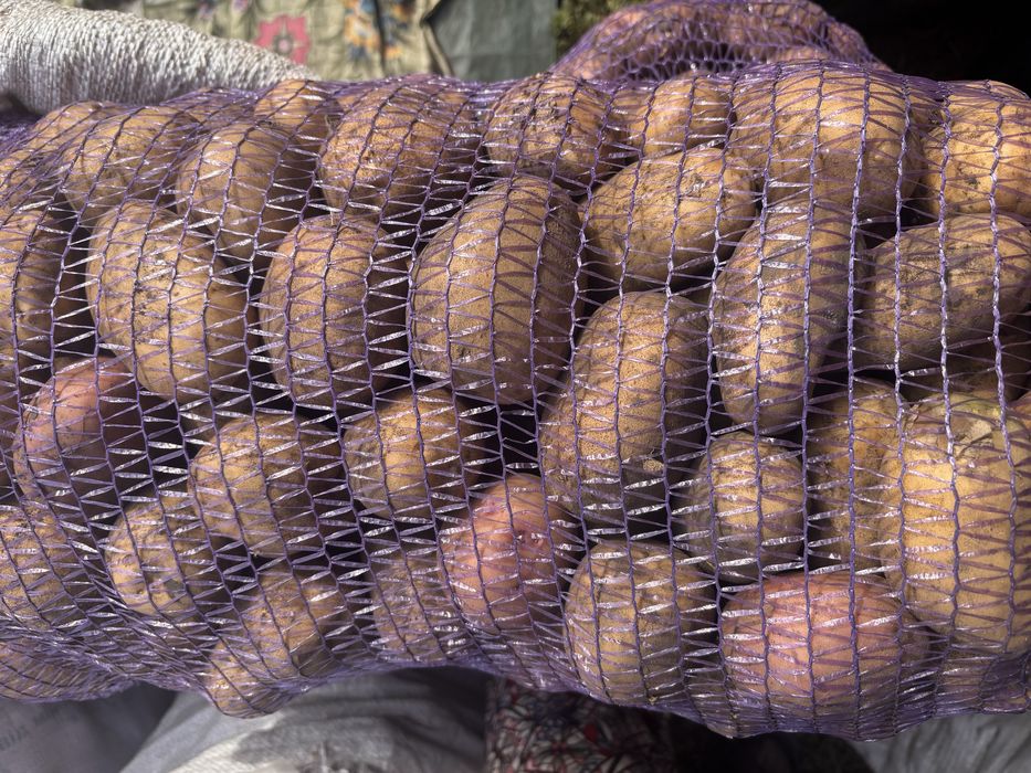 Продам їстівну картошку