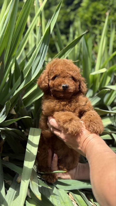 Дітлохи пуделькі червоні