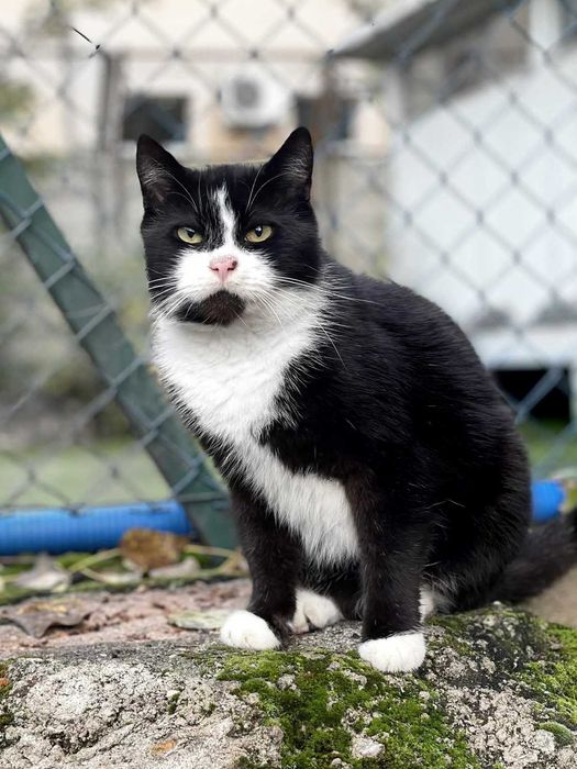 Kruszon, puchaty kocurek