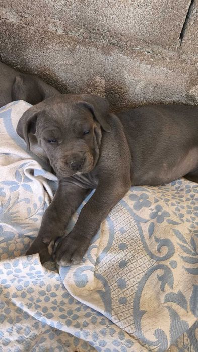 Cane Corso Italiano