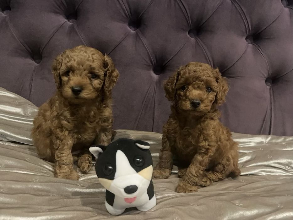 Малята хлопченята