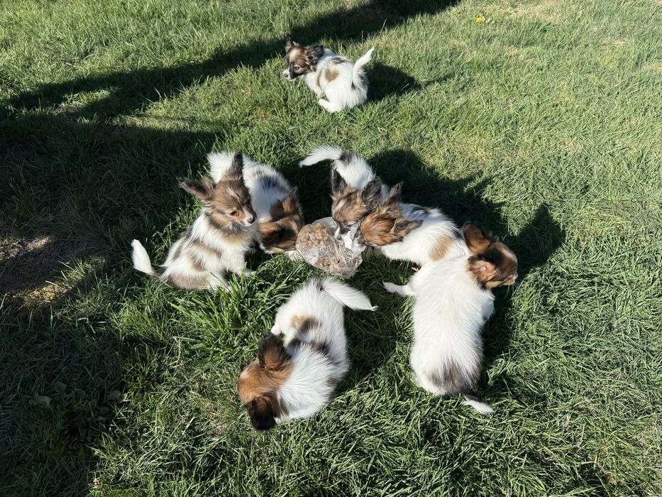 Papillon szczeniak suczka spaniel kontynentalny miniaturowy
