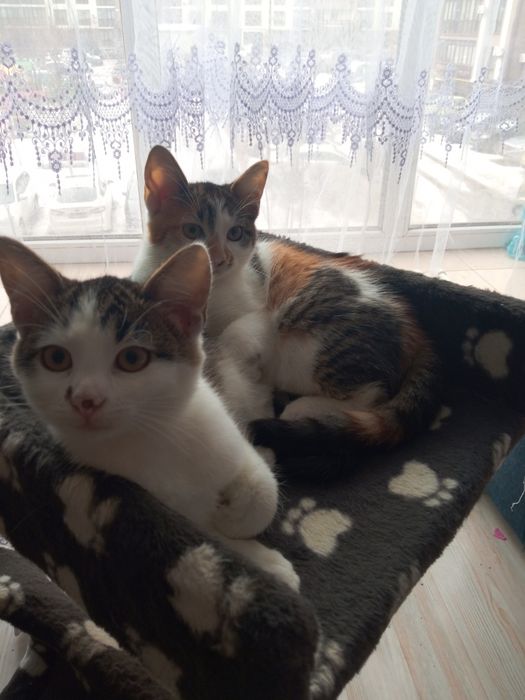 Домашні котики,братик і сестричка