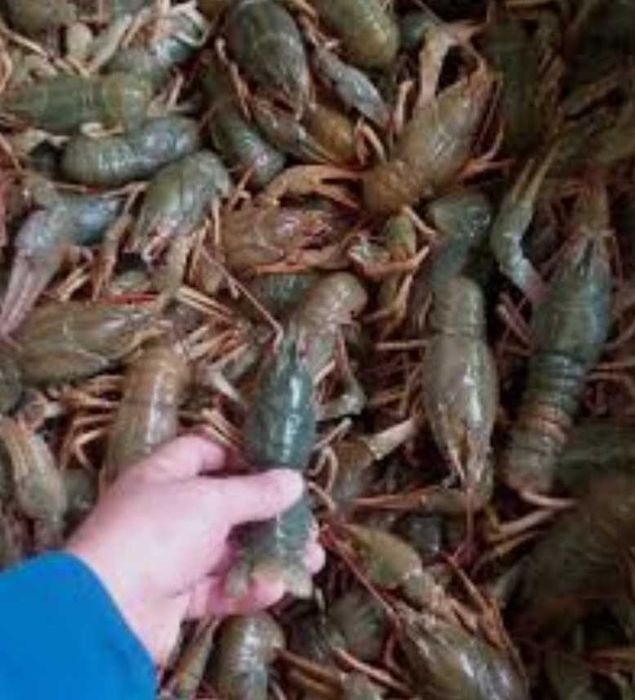 Продам живі раки