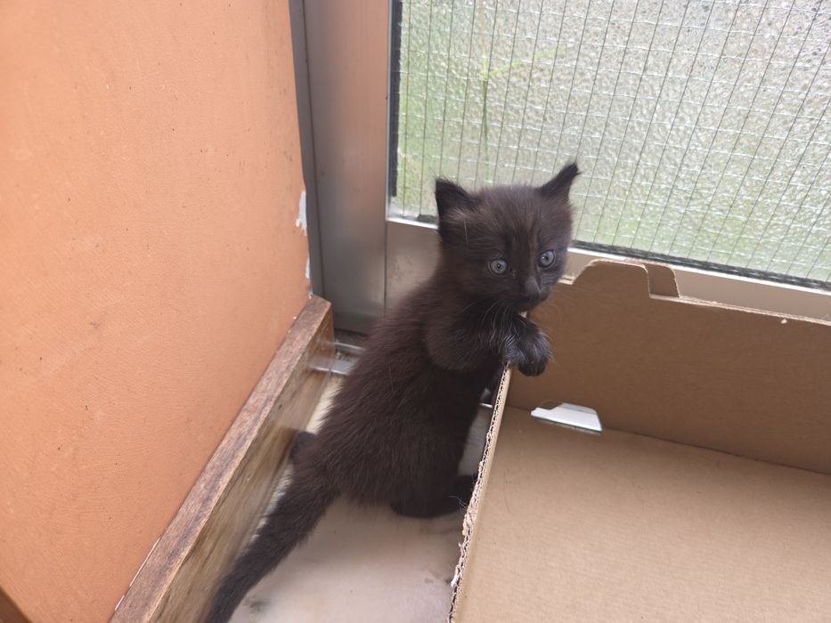 Doamos 2 gatinhos bebés