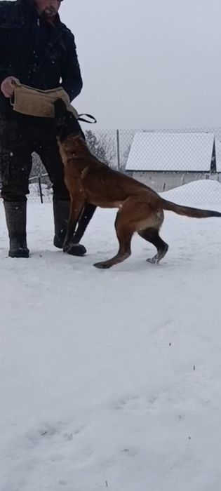 Owczarek Belgijski Malinois Piesek FCI