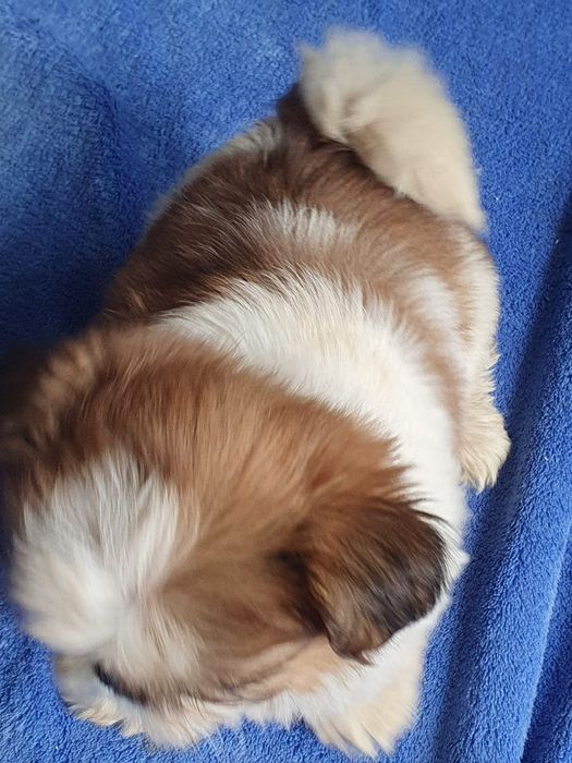 Shih tzu /Urocza  mini sunia
