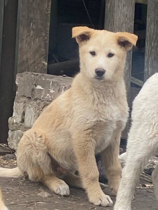 Цуценята шукають родину!!