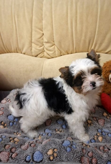 Щенок бивер йорк