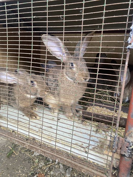 Продам кроликів різних