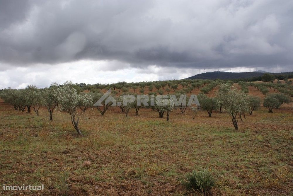 Terreno agrícola para venda — Três Povos, Castelo Branco