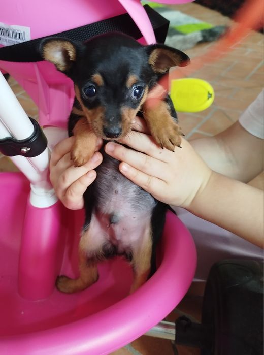 Pincher meiginho