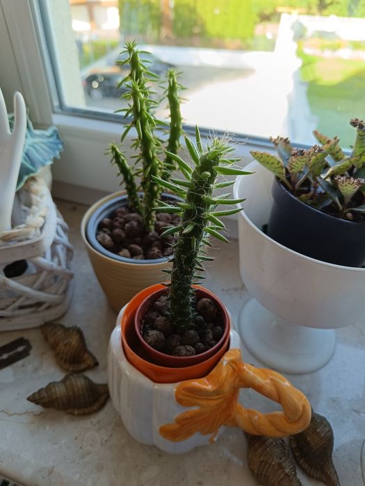 Kaktusy sukulenty różne zapraszam