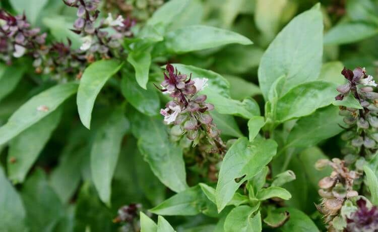 50 sementes de Manjericão Tailandês - Ocimum basilicum