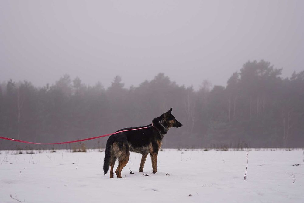 Przemiły Koda w typie owczarka czeka na dom od 5 lat..