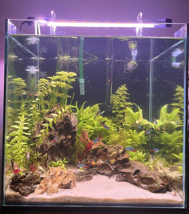 Zestaw akwarium 64l filtr kubełek Eheim ecco pro +media + akcesoria!!