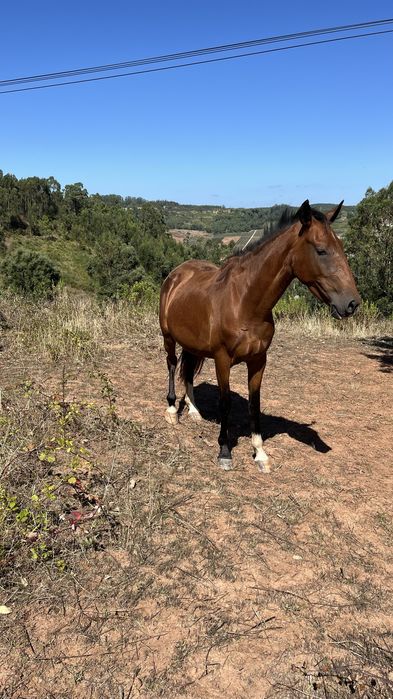Egua puro sangue lusitano 4 anos