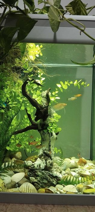 Aquario Completo para Natal!!!