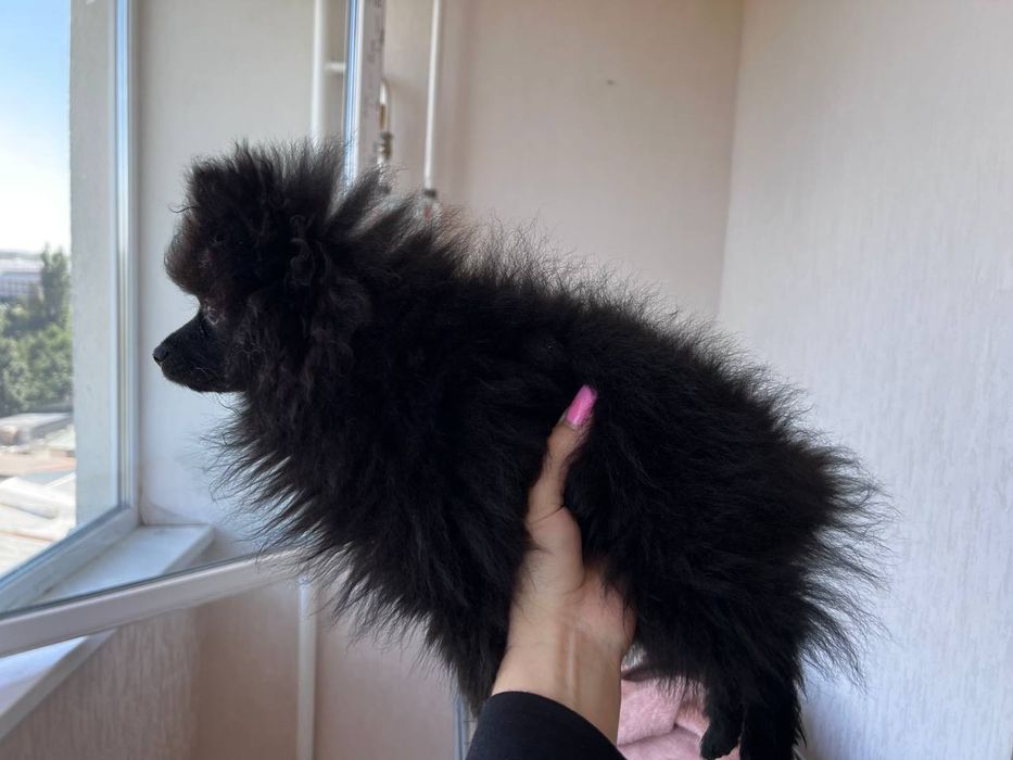 Помаранский шпіц