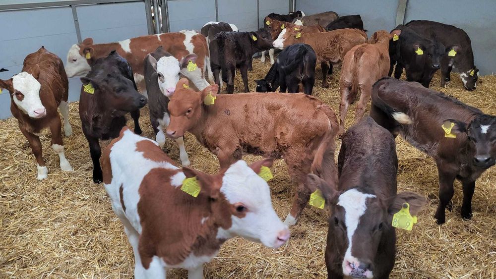 Byczki i Jałówki Cielęta MM NCB HF 50-100kg POLSKIE
