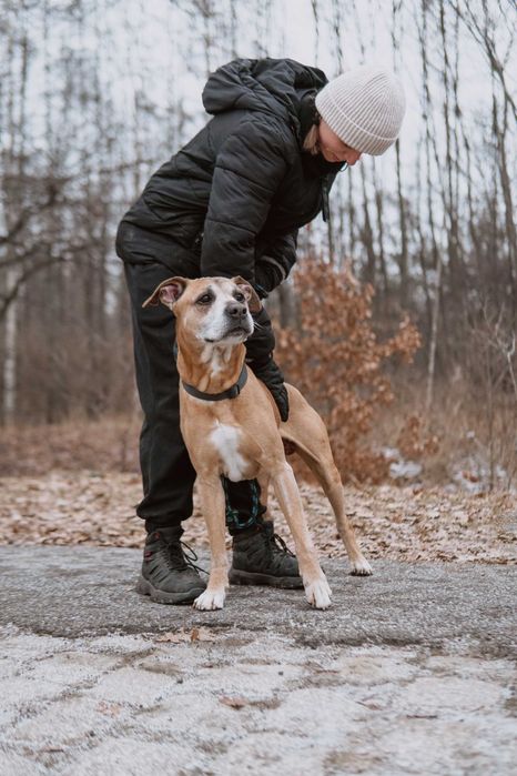 Radosny Vito do adopcji