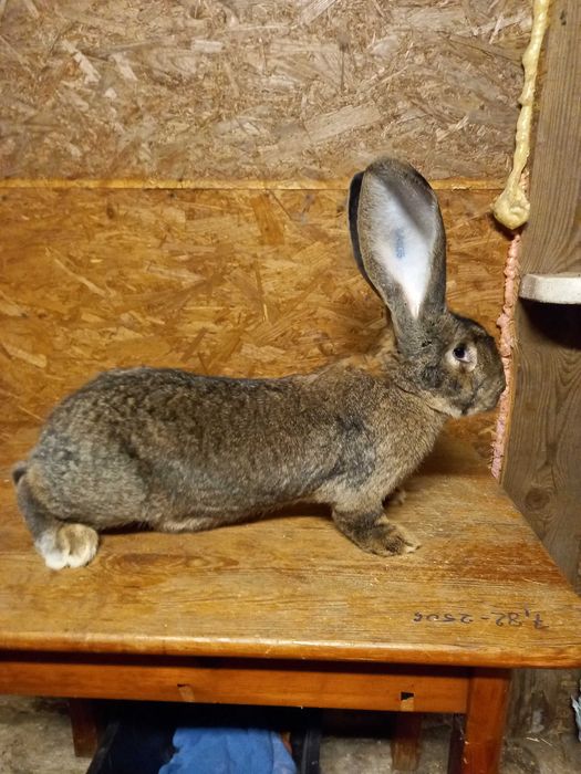 Hodowla króli rasowych Bos