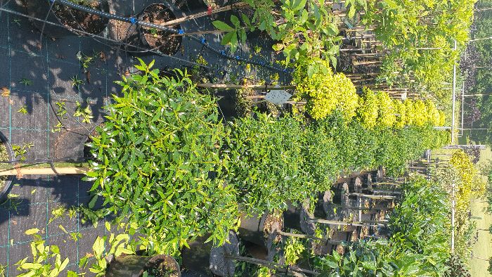 Ostrokrzew Bonsai Niwaki