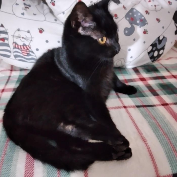 ZA DARMO Oddam kotka czarnego