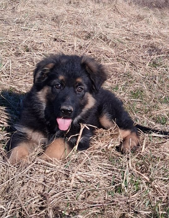 Owczarek niemiecki długowłosy śliczne szczenięta