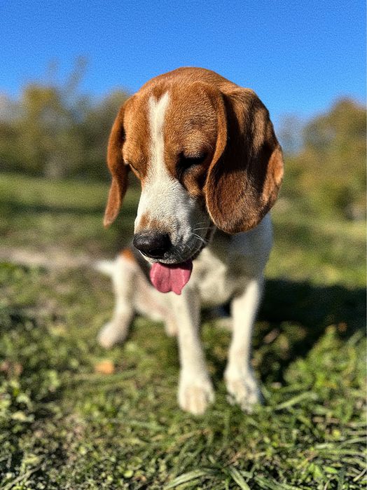 Вʼязка, собака бігль