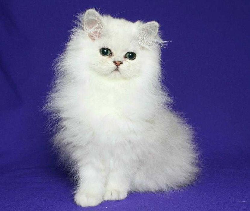 Персидський хлопчик Алекс