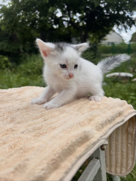 Віддам кошенят в добрі руки