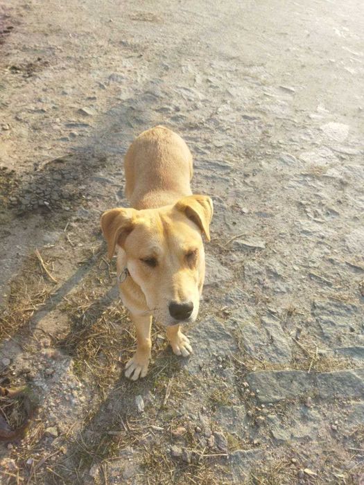 Чий песик? Приблудився.