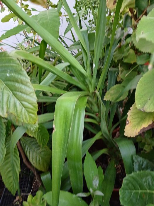 Plantas yucas em vaso
