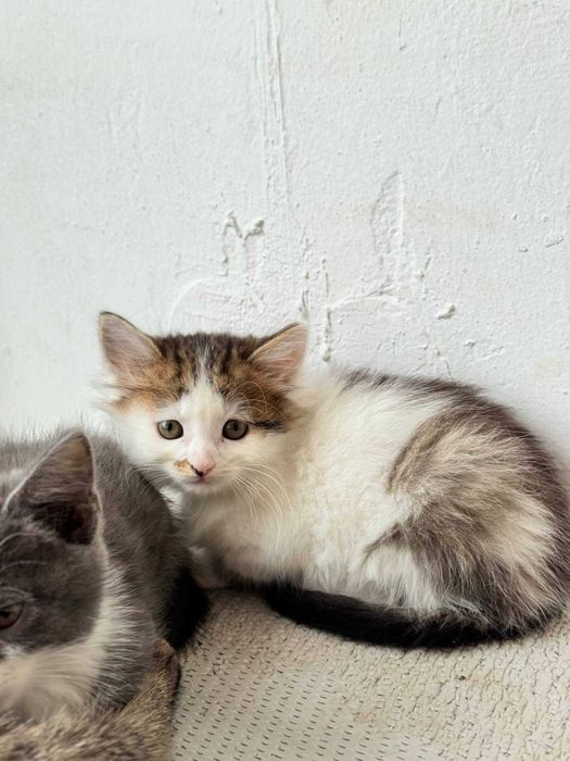 Безкоштовно кошенятка