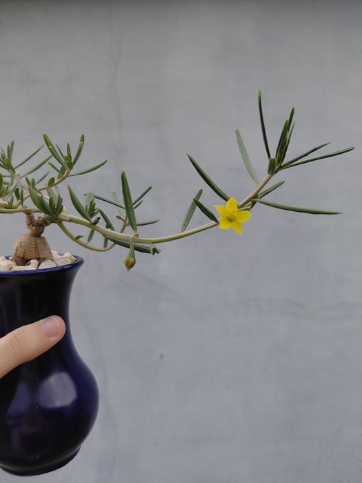 Насіння Talinum Caffrum