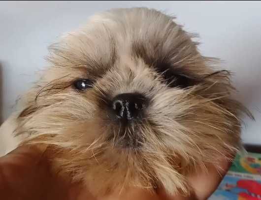 Shih-tzu com LOP